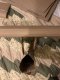 IMG_0318.jpeg