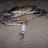 crab